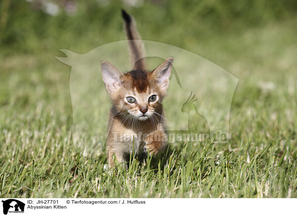 Abessinier Ktzchen / Abyssinian Kitten / JH-27701