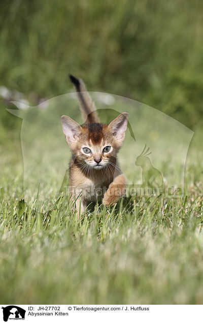 Abyssinian Kitten / JH-27702