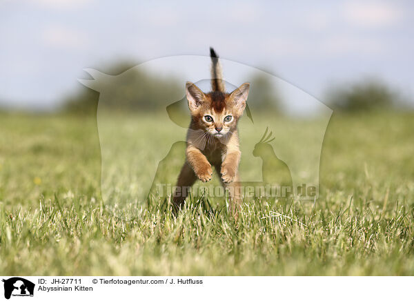 Abessinier Ktzchen / Abyssinian Kitten / JH-27711