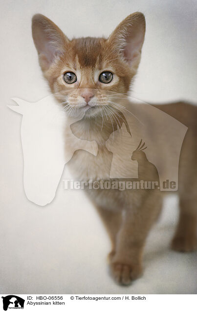 Abyssinian kitten / HBO-06556