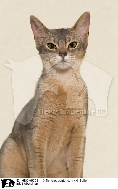 adult Abyssinian / HBO-06601