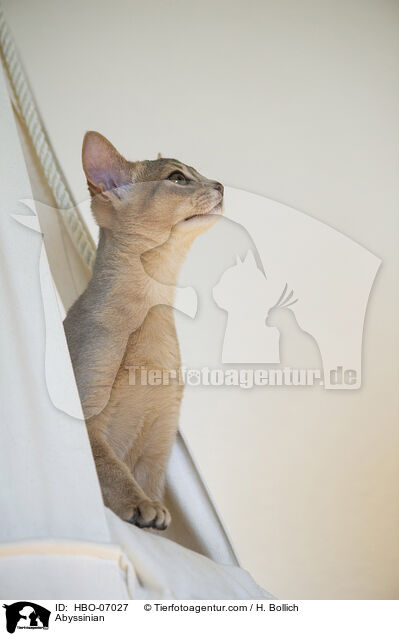 Abessinier / Abyssinian / HBO-07027