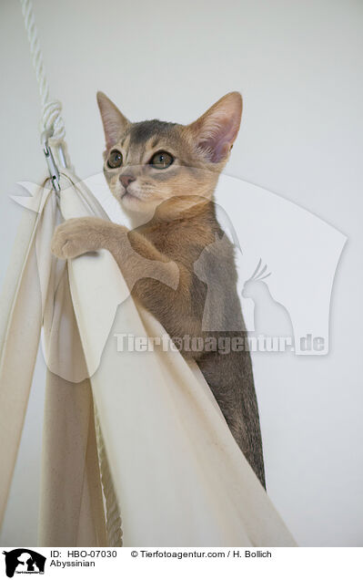 Abessinier / Abyssinian / HBO-07030