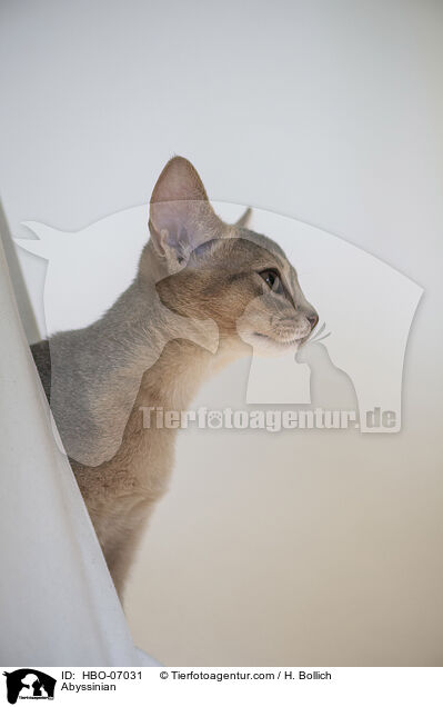 Abessinier / Abyssinian / HBO-07031