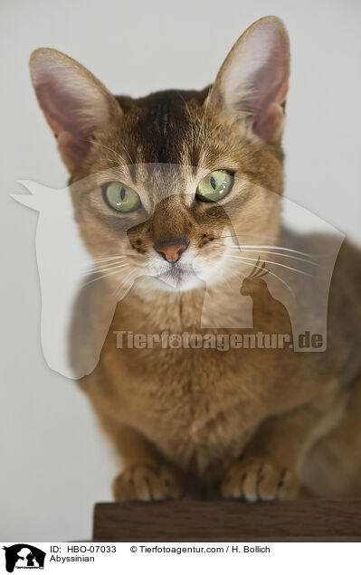 Abessinier / Abyssinian / HBO-07033