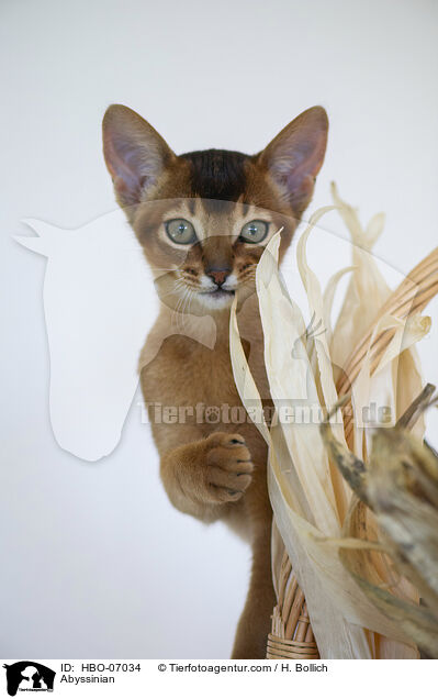 Abessinier / Abyssinian / HBO-07034