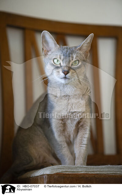 Abessinier / Abyssinian / HBO-07037