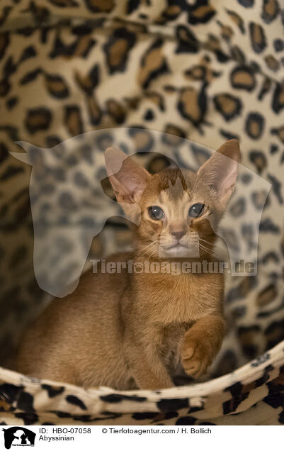 Abessinier / Abyssinian / HBO-07058