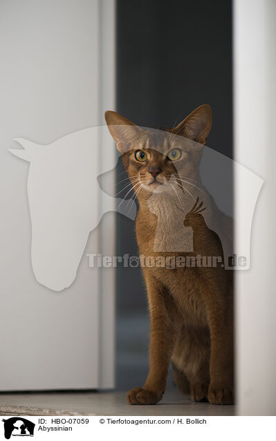 Abessinier / Abyssinian / HBO-07059