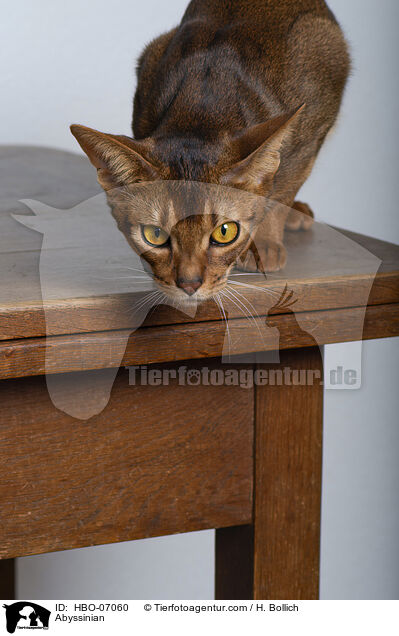 Abessinier / Abyssinian / HBO-07060