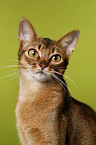 Abyssinian Portrait