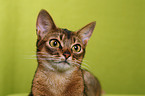 Abyssinian Portrait