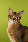 Abyssinian Portrait