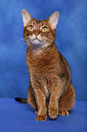 Abyssinian