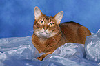 Abyssinian