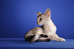 lying Abyssinian Kitten