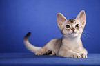 lying Abyssinian Kitten