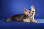 lying Abyssinian Kitten