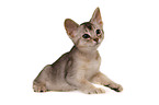 Abyssinian kitten