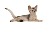 lying Abyssinian Kitten