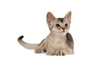 lying Abyssinian Kitten