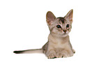 lying Abyssinian Kitten