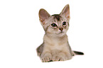 lying Abyssinian Kitten