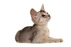 lying Abyssinian Kitten