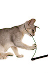 playing Abyssinian Kitten