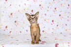 Abyssinian Kitten