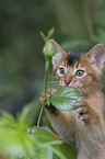 Abyssinian kitten