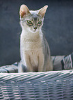 Abyssinian