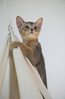 Abyssinian