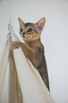 Abyssinian