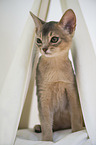 Abyssinian