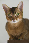 Abyssinian