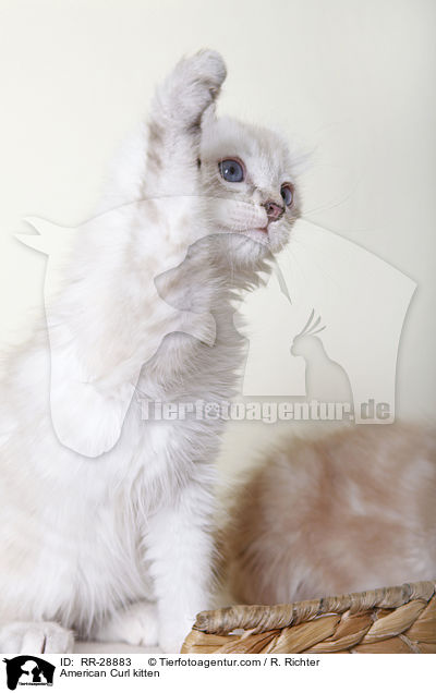 American Curl Ktzchen / American Curl kitten / RR-28883