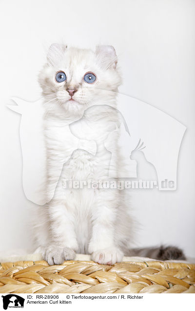 American Curl Ktzchen / American Curl kitten / RR-28906