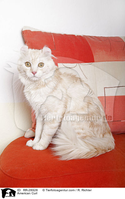 American Curl / American Curl / RR-28928