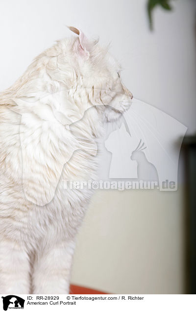 American Curl Portrait / American Curl Portrait / RR-28929