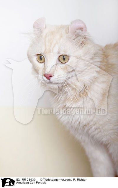 American Curl Portrait / American Curl Portrait / RR-28930