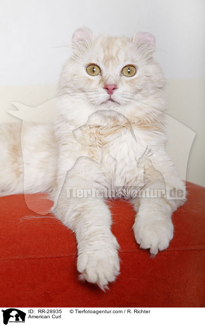 American Curl / American Curl / RR-28935