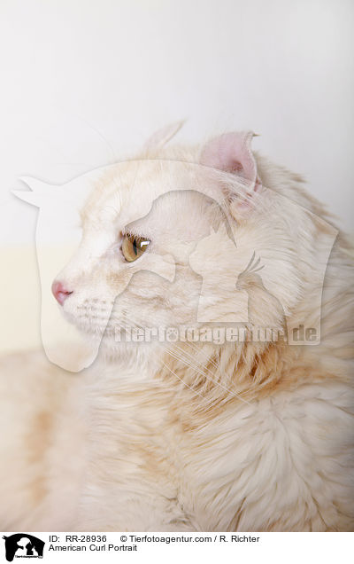 American Curl Portrait / American Curl Portrait / RR-28936