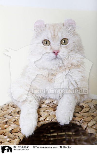 American Curl / American Curl / RR-28953