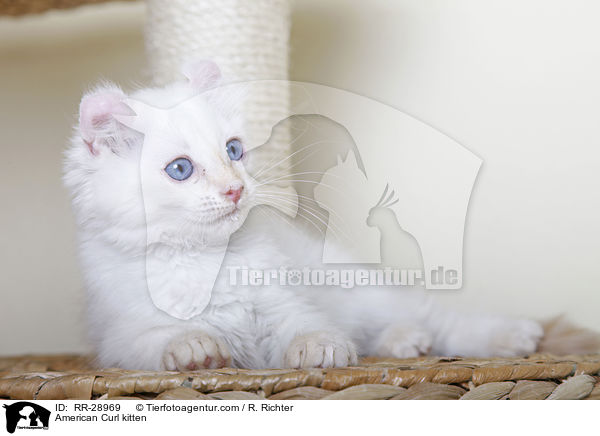 American Curl Ktzchen / American Curl kitten / RR-28969