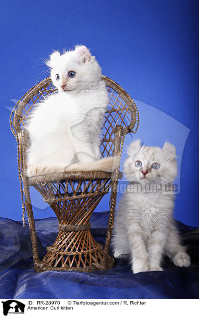 American Curl Ktzchen / American Curl kitten / RR-28970