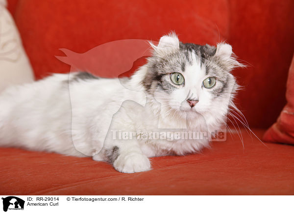 American Curl / American Curl / RR-29014