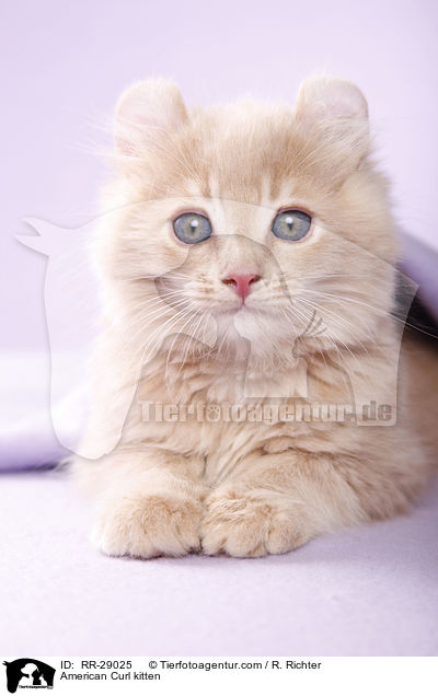 American Curl Ktzchen / American Curl kitten / RR-29025