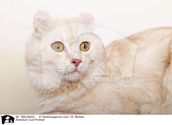 American Curl Portrait / American Curl Portrait / RR-29043