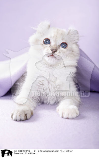 American Curl Ktzchen / American Curl kitten / RR-29046